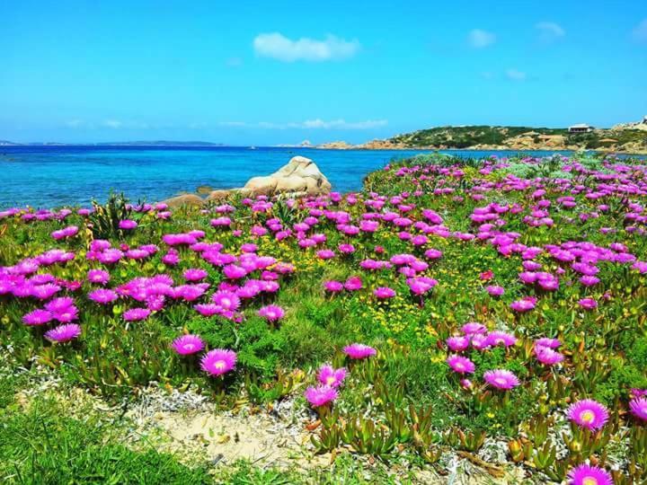 Sweet Home La Maddalena La Maddalena  Eksteriør billede